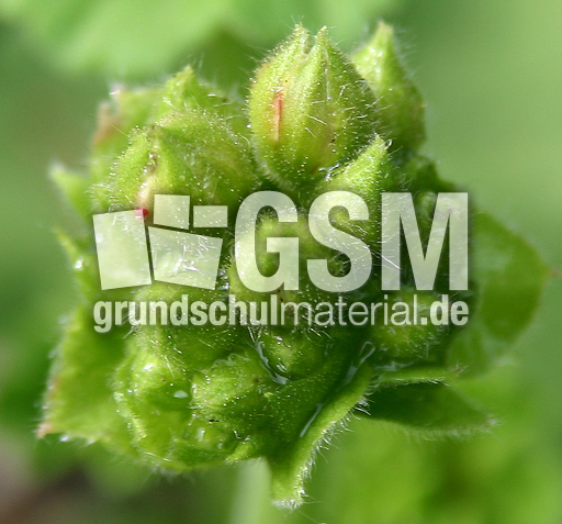 Geranienknospen.jpg